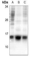 1 - Anti-Histone H2A.Z (Acetyl-K5) Antibody AP60570