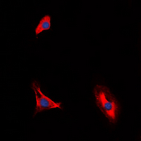 3 - Anti-CD210a Antibody AP60574
