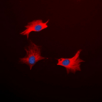 3 - Anti-CD213a1 Antibody AP60575