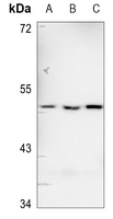 1 - Anti-CD213a1 Antibody AP60575