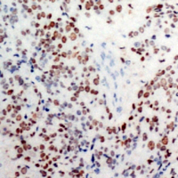 19 - Anti-c-Jun (Phospho-S63) Antibody AP60576