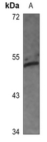 1 - Anti-c-Jun (Phospho-S63) Antibody AP60576