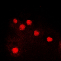 3 - Anti-c-Jun (Phospho-S243) Antibody AP60577