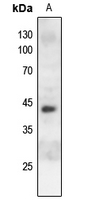 1 - Anti-c-Jun (Phospho-S243) Antibody AP60577