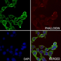 3 - Anti-CD159a Antibody AP60581