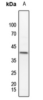 1 - Anti-MKK3 (Phospho-T222) Antibody AP60583