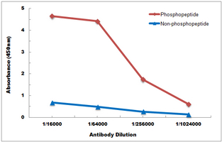 10 - Anti-ASK1 (Phospho-S83) Antibody AP60584