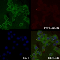 3 - Anti-ASK1 (Phospho-S83) Antibody AP60584
