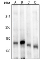 1 - Anti-ASK1 (Phospho-S83) Antibody AP60584