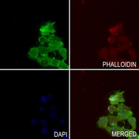 3 - Anti-TAK1 (Phospho-T184) Antibody AP60585