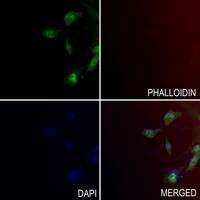 3 - Anti-JNK1/2/3 (Phospho-T183/Y185) Antibody AP60586