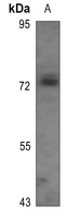 1 - Anti-TAU (Phospho-T522) Antibody AP60587