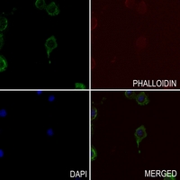 3 - Anti-TAU (Phospho-S721) Antibody AP60588