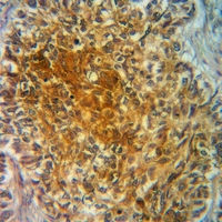 19 - Anti-TAU (Phospho-S721) Antibody AP60588