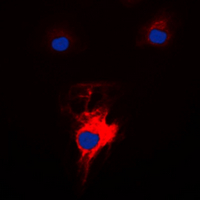 3 - Anti-MARK2 Antibody AP60589