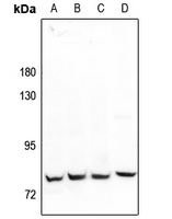 1 - Anti-MARK2 Antibody AP60589