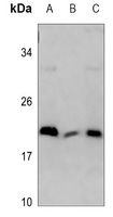 1 - Anti-MRPL18 Antibody AP60594