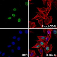 3 - Anti-Musculin Antibody AP60596