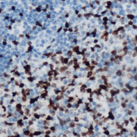 19 - Anti-Musculin Antibody AP60596