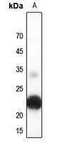 1 - Anti-Musculin Antibody AP60596