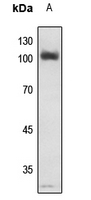 1 - Anti-NF-kappaB p105 (Phospho-S907) Antibody AP60599