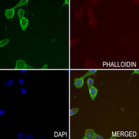 3 - Anti-Neuromedin U Antibody AP60600