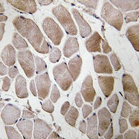 19 - Anti-Neuromedin U Antibody AP60600