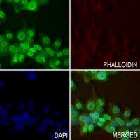 3 - Anti-NSG1 Antibody AP60601