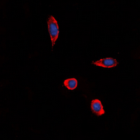 3 - Anti-GPR86 Antibody AP60602