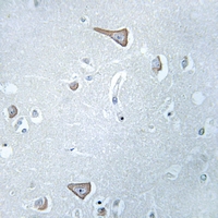 19 - Anti-GPR86 Antibody AP60602