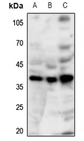 1 - Anti-GPR86 Antibody AP60602