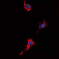 3 - Anti-P2Y4 Antibody AP60603