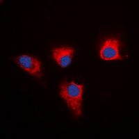 3 - Anti-PEA15 Antibody AP60606