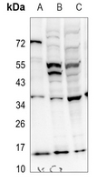1 - Anti-PEA15 Antibody AP60606