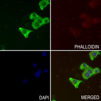 3 - Anti-MYT1 Antibody AP60608