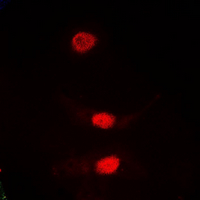3 - Anti-PLK1 Antibody AP60609