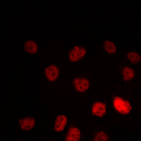 3 - Anti-PPAR gamma Antibody AP60610