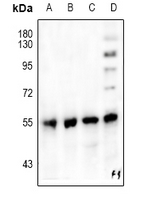 1 - Anti-PPAR gamma Antibody AP60610