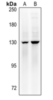 1 - Anti-MYPT1 (Phospho-T853) Antibody AP60611