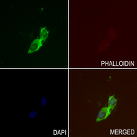 3 - Anti-PKC mu Antibody AP60616
