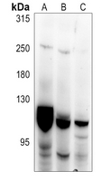 1 - Anti-PKC mu Antibody AP60616