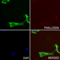 3 - Anti-CD201 Antibody AP60618