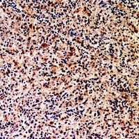 19 - Anti-CD201 Antibody AP60618