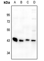 1 - Anti-GPR73a Antibody AP60619