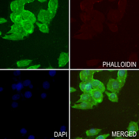 3 - Anti-PTP alpha Antibody AP60622