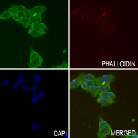 3 - Anti-RAP2C Antibody AP60624