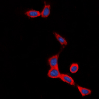 3 - Anti-Secretin Receptor Antibody AP60629