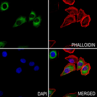 3 - Anti-PEDF Antibody AP60630