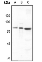 1 - Anti-SKIL Antibody AP60632
