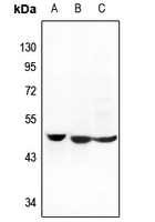 1 - Anti-MCT14 Antibody AP60633